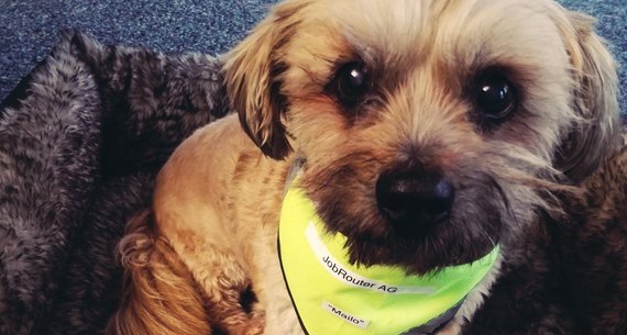 Office Hund Mailo